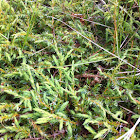 Creeping Juniper