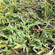 Creeping Juniper