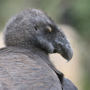 California Condor