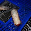 Ox beetle grub