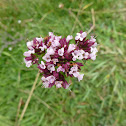 Wild Marjoram (Oregano)