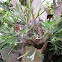 Staghorn Fern