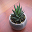 Haworthia Glauca Herrei