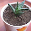 Aloe Variegata