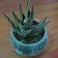 Haworthia venosa