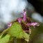 Red Deadnettle