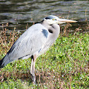 Great Blue Heron