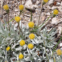 Silvery Raillardella