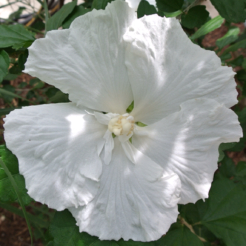 Rose of Sharon