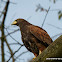 Harris's Hawk