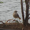 Tropical mockingbird