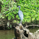 Little blue Heron