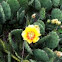 Prickly Pear