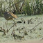 Indian Pond Heron