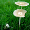 Japanese Parasol mushroom