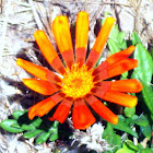 Terracotta Gazania