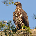 Juvenile Bald Eagle