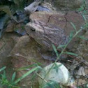 Eastern American Toad
