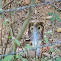 Indian cobra