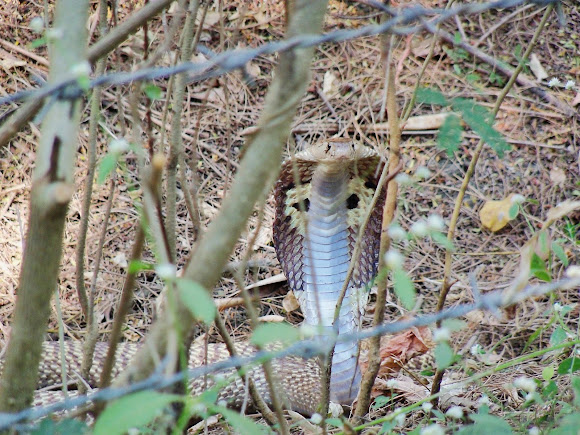 Spotting Image 1