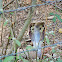 Indian cobra