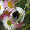 Bumblebee