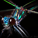 Ebony Jewelwing damselfly