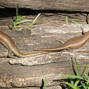 SKINK
