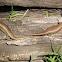 SKINK