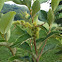 Allegheny Chinquapin