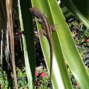 Anole
