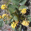 Oregon Grape
