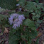 Blue Mistflower