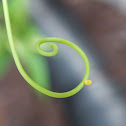 Gulf Fritillary Egg