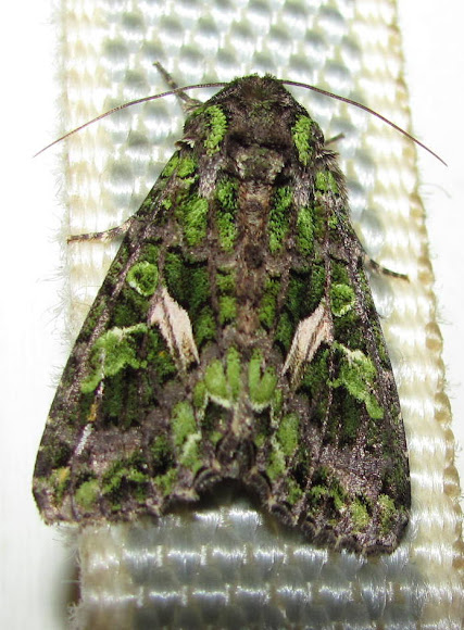 Spotting Image 1