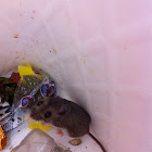 House Mouse