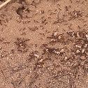 Fire ant