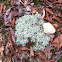 Lichen