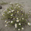 Chamomile, Strand-Hundskamille