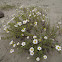 Chamomile, Strand-Hundskamille