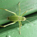Barbitistes constrictus, Opaślik sosnowiec