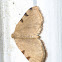 Three-spotted fillip