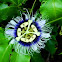 Passion Fruit