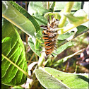 Milkweed Tussock Caterpillar