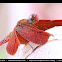 Red Grasshawk Dragonfly