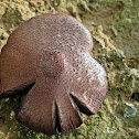 Fungi~