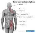 Spinal Cord and Spinal Plexus