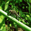 Green Skimmer