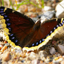 Mourning Cloak