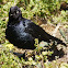 Brewer's Blackbird